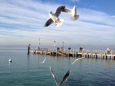 Mòng biển, Lake, Garda, đám mây, con chim, chim mòng biển, tôi à?