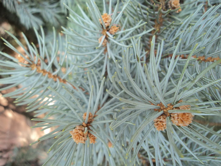 Blue spruce, Herringbone, cabang, Merpati berwarna, latar belakang, pohon, alam