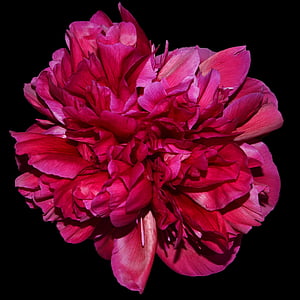 Pfingstrose, rot, Blüte, Bloom, Blume, Frühling, Flora