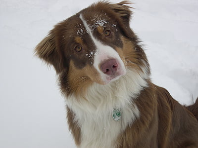 attention, snow, winter, australian shepherd, pet, cold, fur