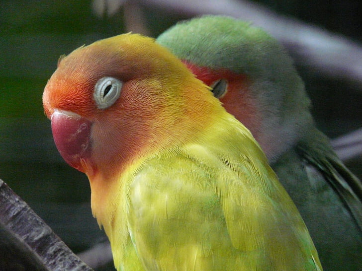 pombinhos, pássaro, papagaio, Agapornis fischeri, amarelo, laranja, verde