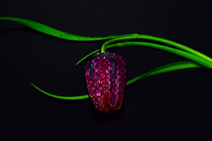 blomst, fritillaria meleagris, fritillaria, natur, rød