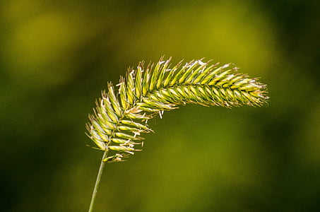 Unkraut, Samen, Grass, Grün, Form, Makro, Natur