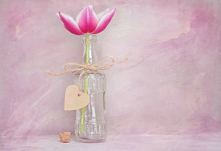 Tulip, flor, flor, floración, rosa blanco, flor de primavera, schnittblume