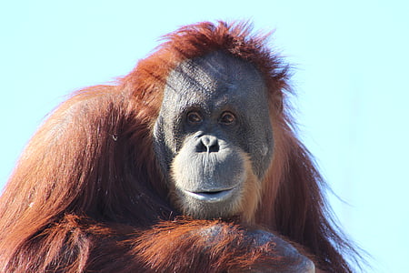 orangutana, majmun, priroda, orangutana podizanju, primat, majmun, životinja