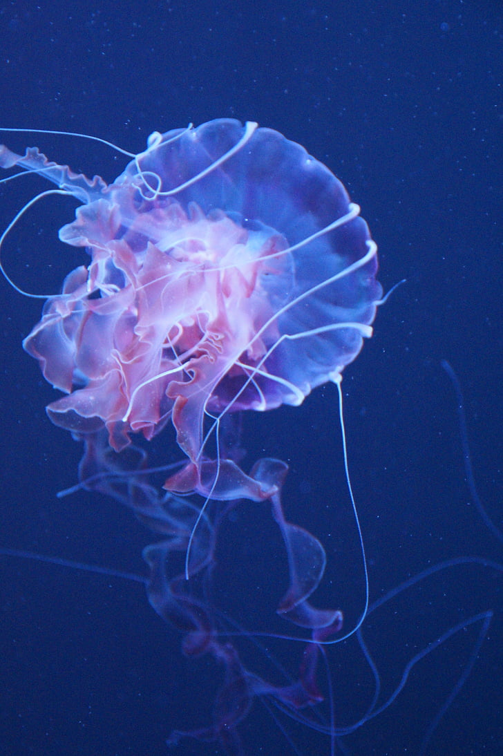 медузи, мекотело, флуоресцентни, флуоресцират, аквариум, вода, водните животни
