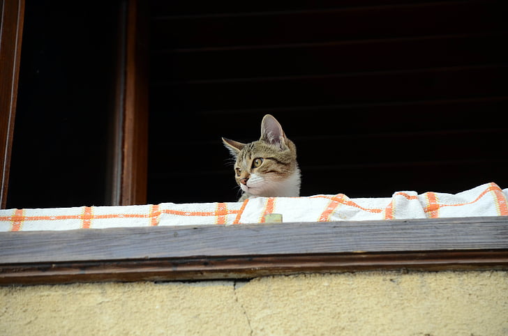 katt, personer, balkong