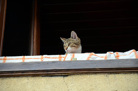 kočka, lidé, balkon