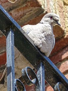 turtledove, ave, balcony, bird