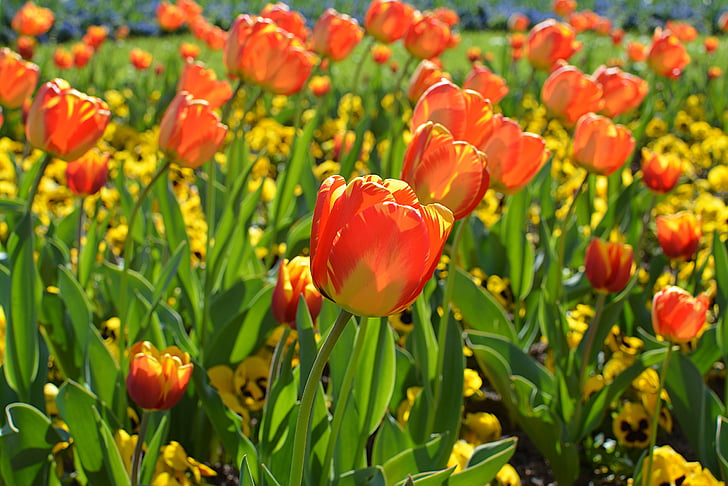 tulpės, oranžinė, pavasarį