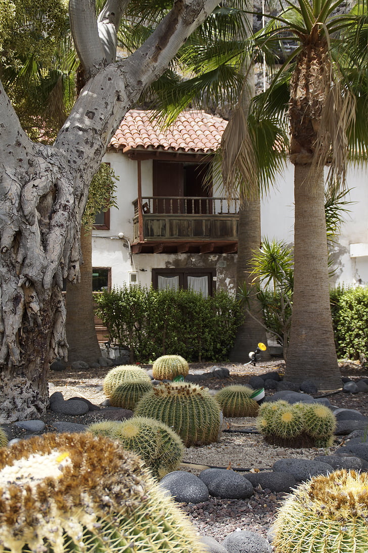 cactus, cactus garden, cottage, garden, tropical, tenerife, exotic