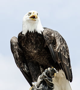 Adler, zviera, orol bielohlavý, Bald eagles, vták, dravých vtákov, Raptor