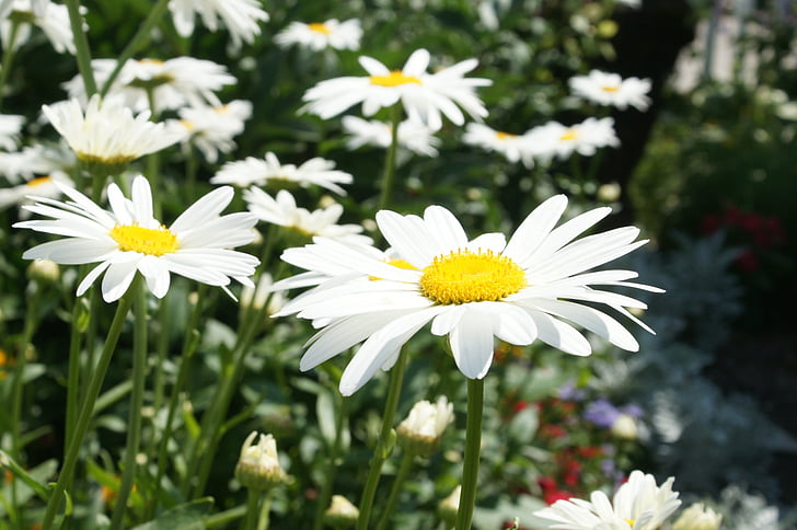 Daisy, Puutarha, kirkas, aurinkoinen, Puutarhanhoito, kukka
