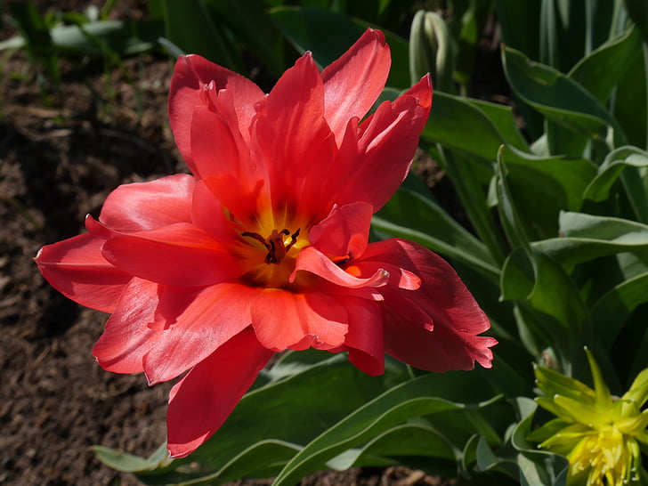tulip, pink tulip, double tulip, closeup, garden flowers, beautiful flower, gentle