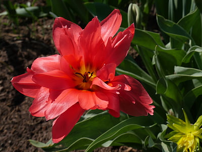 Tulip, Rosa tulpan, Dubbelrum tulip, närbild, trädgård blommor, vacker blomma, mild