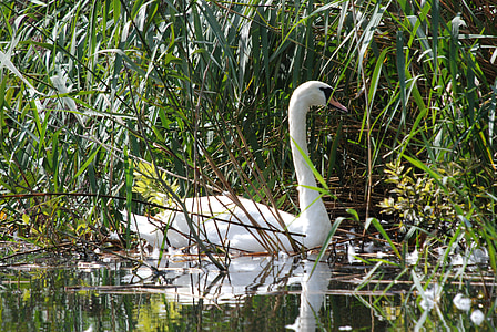 swan, white, water bird, bird, swimming, lake, vegetation