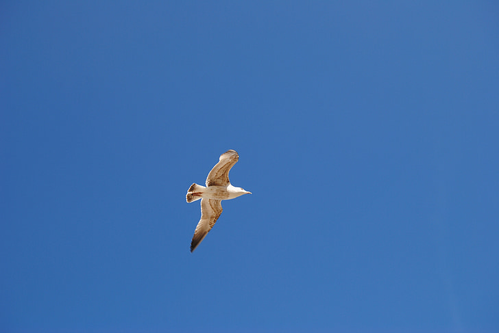 seagull, bird, sky, bird flight