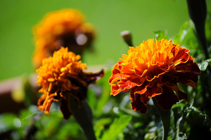 Marigold, fleurs, couleurs, jardin, décoratifs