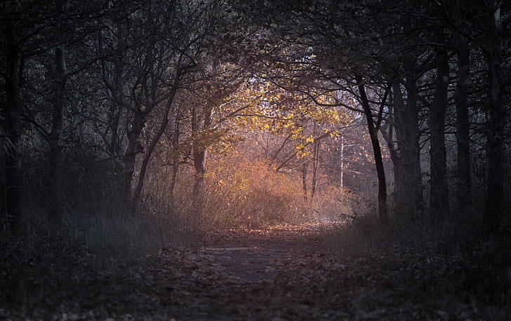 podzim, podsvícení, větev, tmavý, sušené listy, prostředí, na podzim