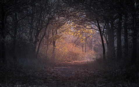podzim, podsvícení, větev, tmavý, sušené listy, prostředí, na podzim