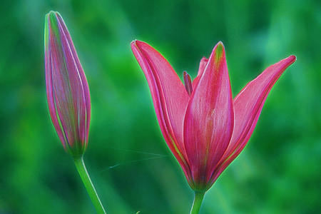 lily, pink, red, flower, nature, plant, bloom
