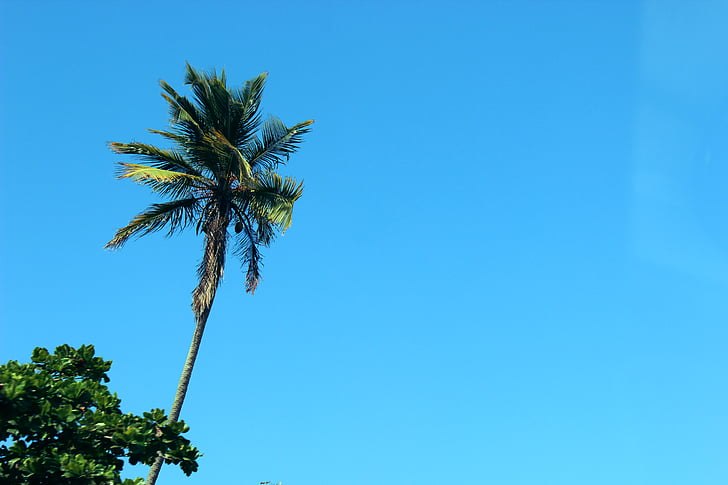 coconut, tree, blue, sky, sunshine, summer, palm trees