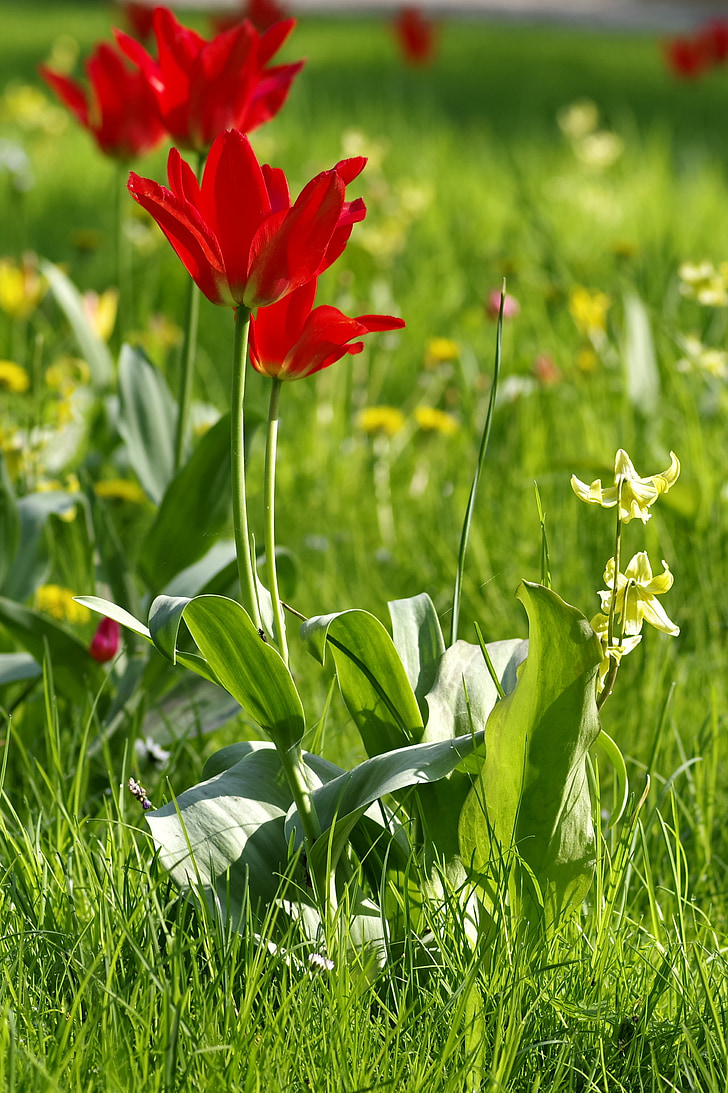tulipas, vermelho, Prado, canteiro de flores, arbustos, esfoliantes, Parque