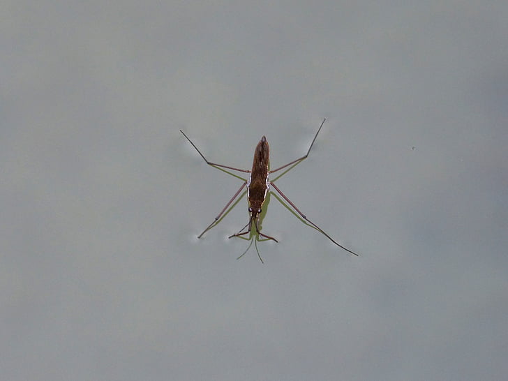 gerridae, guerrido, aquatic insect, walk on water, sabater, pond, insect