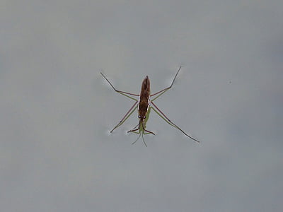 Gerridae, guerrido, insetos aquáticos, andar sobre a água, Sabater, Lagoa, inseto