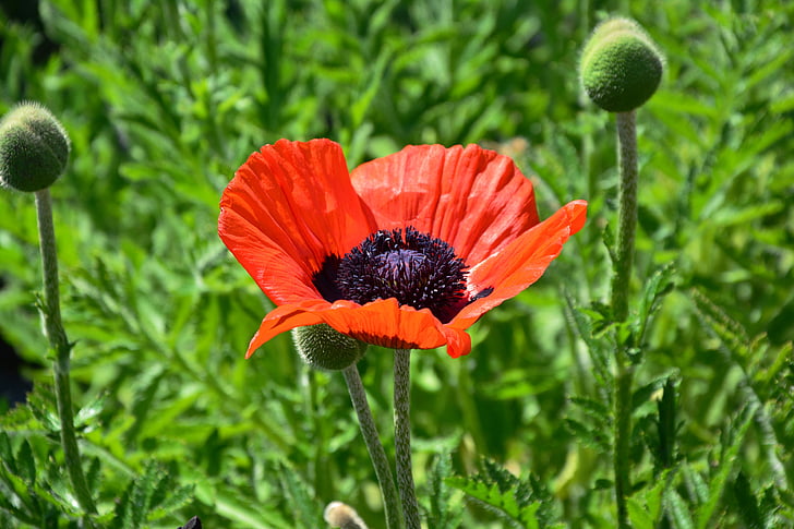 amapola, Amapola Roja, flor de amapola, flor, floración, Klatschmohn, jardín