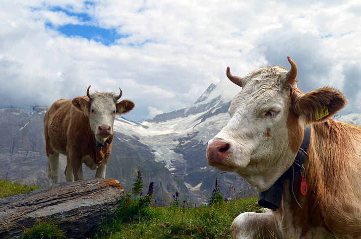 cow, alpine, glacier, mountains, meadow, wood, switzerland