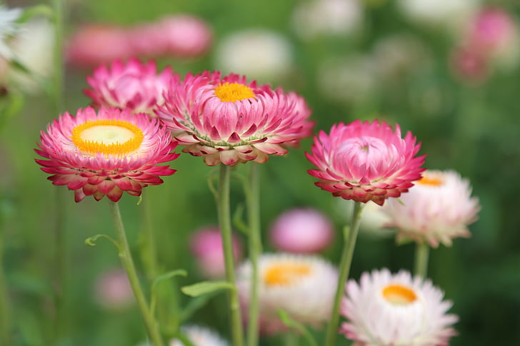 pink, white, petaled, photography, flowers, summer, Flower