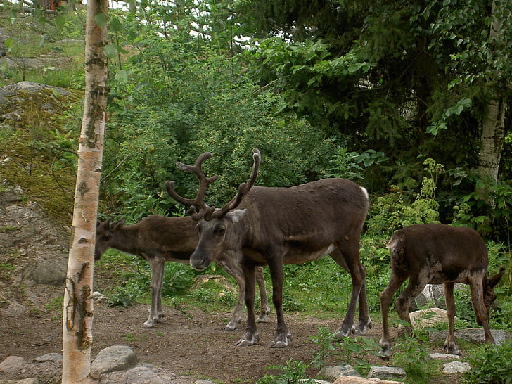 severnih jelenov, narave, prosto živeče živali, rogovja, jelen, Skansen, Stockholm