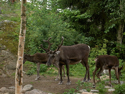 Rentier, Natur, Tierwelt, Geweih, Hirsch, Skansen, Stockholm