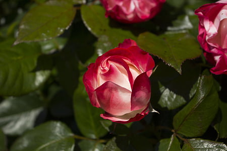 color de rosa, naturaleza, rosa roja, flor, floración, jardín color de rosa, flor