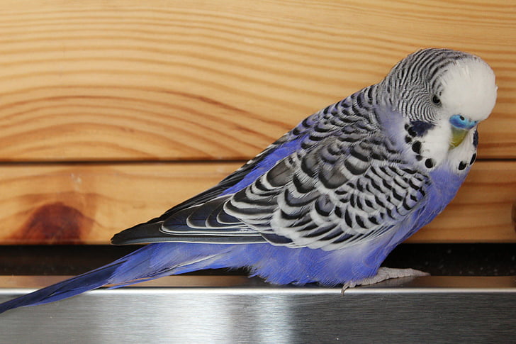 Budgie, azul, pájaro, Periquito, mascota, plumaje, Perico