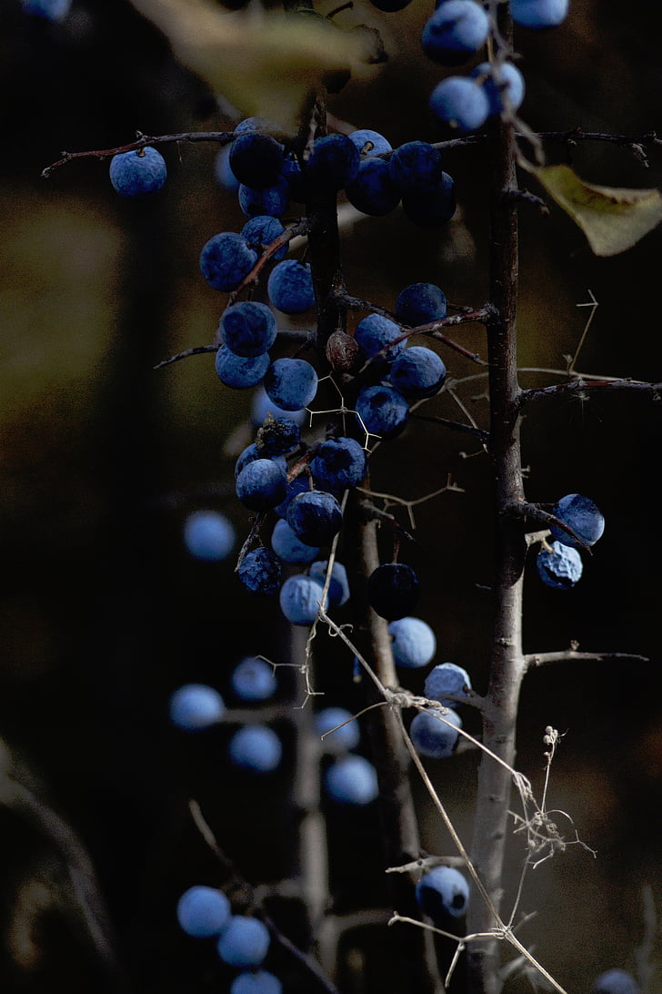 nature, plants, stem, branches, fruits, berries, blueberries