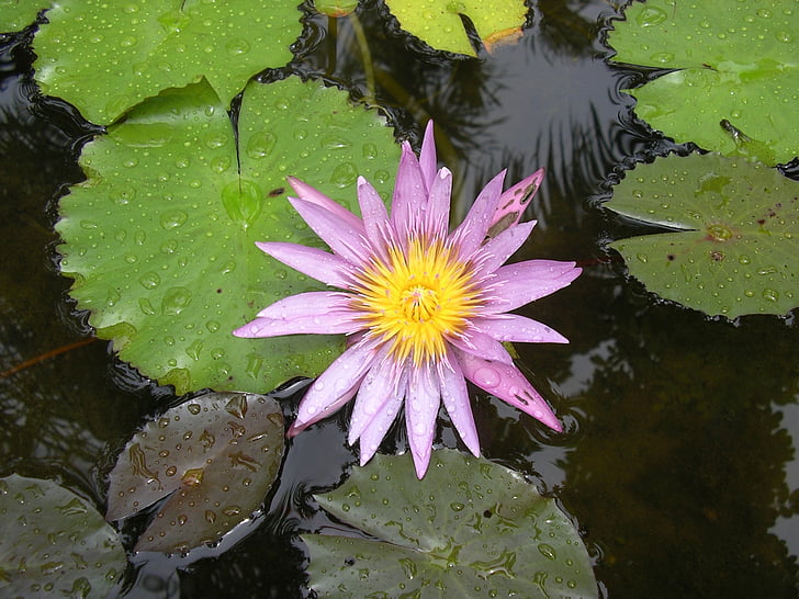 водна Лілія, водних рослин, квітка, красиву квітку, плаваючим листям, води