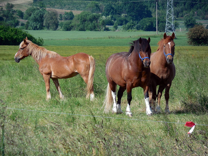 cavalos, Paddock, acoplamento, pasto, Juba, pastar, cabeça de cavalo