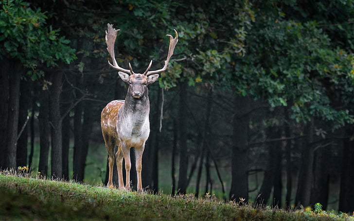 fallow deer, dama dama, male, wild, animal, antlers, autumn
