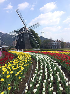 wind turbine, spring, natural, flower, tulip, nature, netherlands