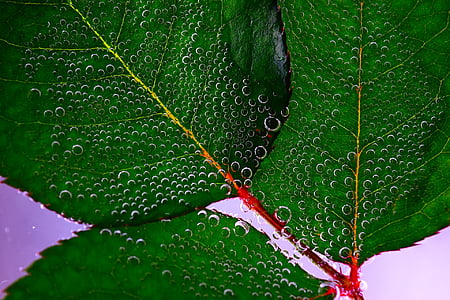 burbujas, Close-up, verde, hojas, agua, naturaleza, hoja