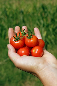 Cherry, tangan, genggam, Matina, merah, kecil, tomat