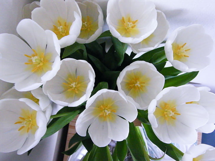 tulipány, květ, váza, květ, čerstvé, kytice, Bloom