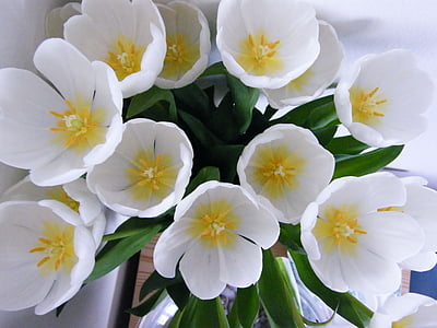tulipany, kwiat, Wazon, kwiat, świeży, bukiet, Bloom