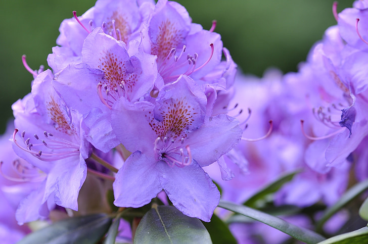 rhododendron, plant, flowers, blue, spring, garden, close
