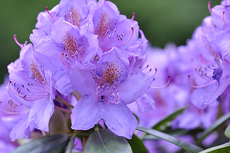 Rhododendron, augu, ziedi, zila, Pavasaris, dārza, aizveriet