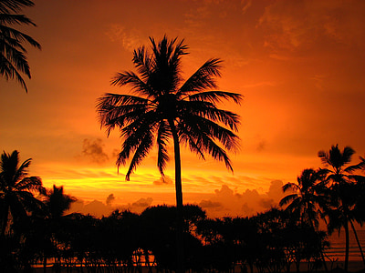 palmy, zachód słońca, wakacje