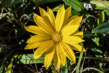 gazania, yellow, flower, nature, flora, plant, garden