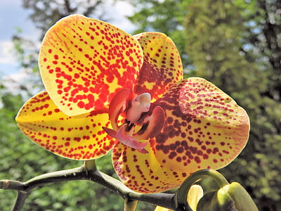 Orchidee, Anlage, Blüte, Bloom, Natur, exotische, in der Nähe
